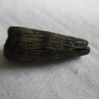 Ichthyosaurus Tooth
