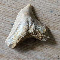 Fossil Shark Tooth
