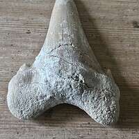 Fossil Shark Tooth