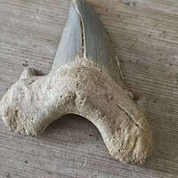 Fossil Shark Tooth
