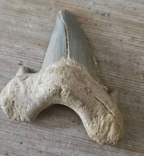 Fossil Shark Tooth