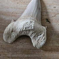 Fossil Shark Tooth