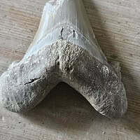 Fossil Shark Tooth (broken)