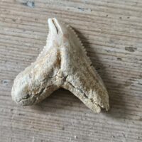 Fossil Shark Tooth