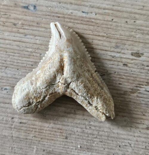 De grootte van deze fossiele haaientand is 2.5 bij 2.5 cm. Het fossiel is gevonden in Fosfaat mijn, Marokko en komt uit het Boven Krijt (Maastrichtian, 70 miljoen jaar geleden).