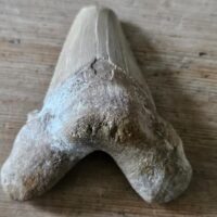 Fossil Shark Tooth