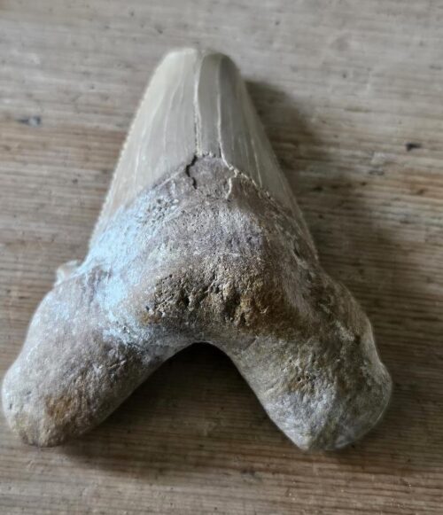 Fossil Shark Tooth