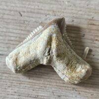 Fossil Shark Tooth