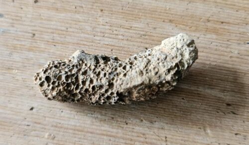 De grootte van deze koraal is 4.0 bij 1.0 cm.