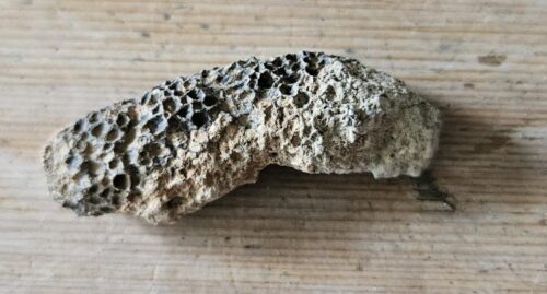 De grootte van deze koraal is 4.0 bij 1.0 cm.