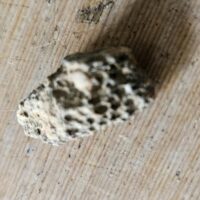 De grootte van deze koraal is 2 cm.