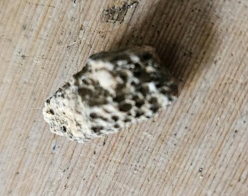De grootte van deze koraal is 2 cm.