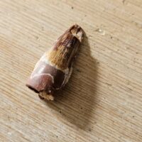 Spinosaurus Tooth