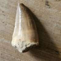 Fossil Mosasaurus Tooth