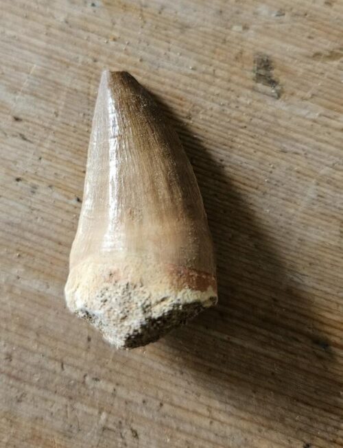 De grootte van deze fossiele mosasaurus tand is 3.5 cm. Het fossiel is gevonden in een fosfaat mijn in Marokko en komt uit het Boven Krijt (Maastrichtian, 72 - 66 miljoen jaar geleden).