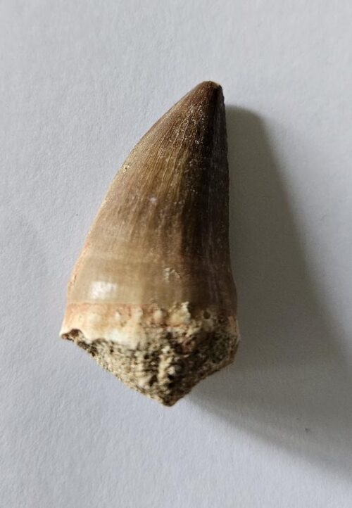 De grootte van deze fossiele mosasaurus tand is 3.5 cm. Het fossiel is gevonden in een fosfaat mijn in Marokko en komt uit het Boven Krijt (Maastrichtian, 72 - 66 miljoen jaar geleden).