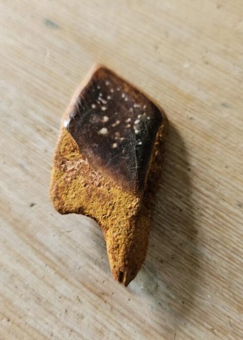 De grootte van deze lepidotes visschub is 5.0 cm. Het fossiel is gevonden in Marokko en komt uit het Trias - Krijt (201 – 145 miljoen jaar oud).
