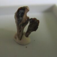 Triceratops Tooth