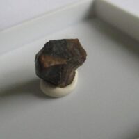 Triceratops Tooth