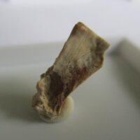 Triceratops Tooth