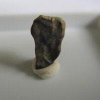 Triceratops Tooth