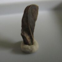Triceratops Tooth