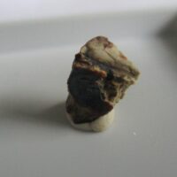 Triceratops Tooth