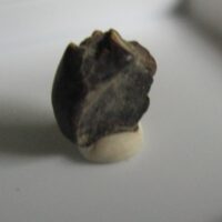 Triceratops Tooth