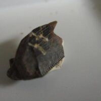 Triceratops Tooth