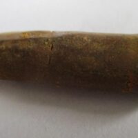 ebbachisaurus teeth