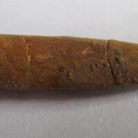 ebbachisaurus teeth