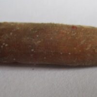 ebbachisaurus teeth