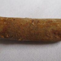 ebbachisaurus teeth