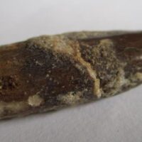 De grootte van deze Rebbachisaurus tand is 3.5 cm. De tand is gevonden in Marokko. Het fossiel is tussen de 99 en 97 miljoen jaar oud.