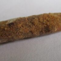 De grootte van deze Rebbachisaurus tand is 3.5 cm. De tand is gevonden in Marokko. Het fossiel is tussen de 99 en 97 miljoen jaar oud.