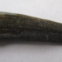 De grootte van deze Sarcosuchus tand is 3.0 cm. Het fossiel is gevonden in de Gadaoufa-regio van de Ténéréwoestijn (Niger) en komt uit het Vroeg Krijt (130 - 112 miljoen jaar oud).