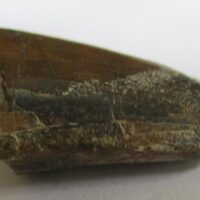 De grootte van deze Sarcosuchus tand is 3.0 cm. Het fossiel is gevonden in de Gadaoufa-regio van de Ténéréwoestijn (Niger) en komt uit het Vroeg Krijt (130 - 112 miljoen jaar oud).