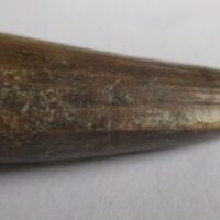 De grootte van deze Sarcosuchus tand is 3.5 cm. Het fossiel is gevonden in de Gadaoufa-regio van de Ténéréwoestijn (Niger) en komt uit het Vroeg Krijt (130 - 112 miljoen jaar oud).