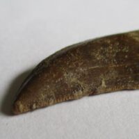 De grootte van deze Megalosaurid tand is 2.0 cm. De tand is gevonden in Madagaskar en de tand is tussen de 168 en 165 miljoen jaar oud.