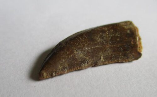 De grootte van deze Megalosaurid tand is 2.0 cm. De tand is gevonden in Madagaskar en de tand is tussen de 168 en 165 miljoen jaar oud.