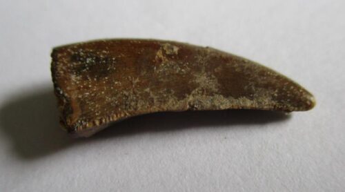 De grootte van deze Megalosaurid tand is 2.0 cm. De tand is gevonden in Madagaskar en de tand is tussen de 168 en 165 miljoen jaar oud.