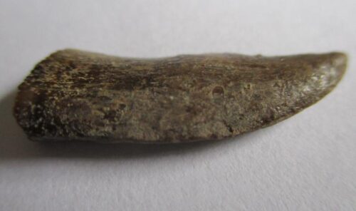 De grootte van deze Megalosaurid tand is 2.5 cm. De tand is gevonden in Madagaskar en de tand is tussen de 168 en 165 miljoen jaar oud.