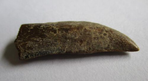 De grootte van deze Megalosaurid tand is 2.5 cm. De tand is gevonden in Madagaskar en de tand is tussen de 168 en 165 miljoen jaar oud.