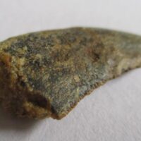 De grootte van deze Megalosaurid tand is 2 cm. De tand is gevonden in Madagaskar en de tand is tussen de 168 en 165 miljoen jaar oud.