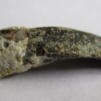 De grootte van deze Diplodocus tand is 3.5 cm. De tand heeft een ouderdom van ongeveer 150 miljoen jaar.