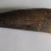 De grootte van deze Spinosaurus tand is 7.0 cm. Het fossiel is gevonden in Marokko en komt uit het Krijt (112 – 93.5 miljoen jaar oud).