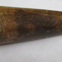 De grootte van deze Spinosaurus tand is 7.0 cm. Het fossiel is gevonden in Marokko en komt uit het Krijt (112 – 93.5 miljoen jaar oud).