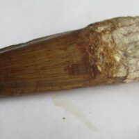 De grootte van deze Spinosaurus tand is 9.0 cm. Het fossiel is gevonden in Marokko en komt uit het Krijt (112 – 93.5 miljoen jaar oud).