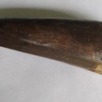 De grootte van deze Spinosaurus tand is 10.0 cm. Het fossiel is gevonden in Marokko en komt uit het Krijt (112 – 93.5 miljoen jaar oud).