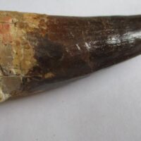 De grootte van deze Spinosaurus tand is 9.0 cm. Het fossiel is gevonden in Marokko en komt uit het Krijt (112 – 93.5 miljoen jaar oud).